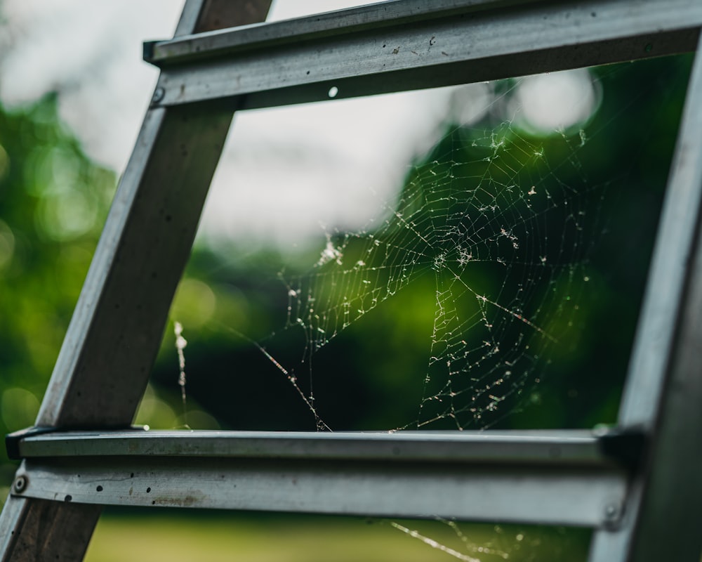 cobweb on ladder