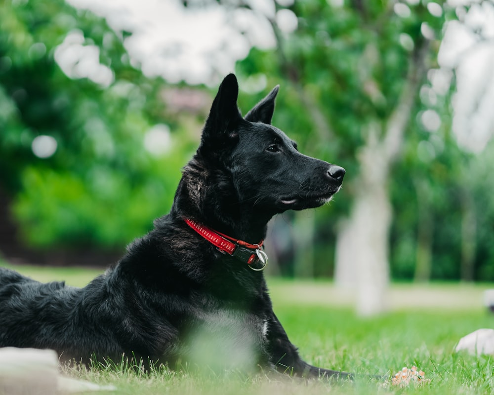 black dog lying on grass