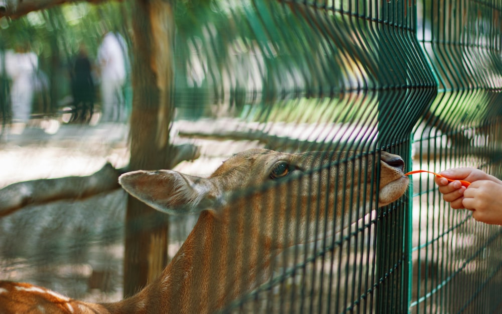 deer in cage