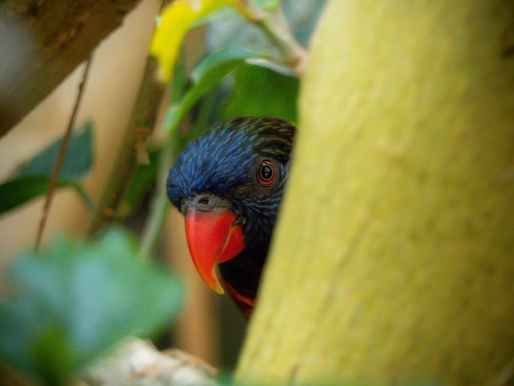 shallow focus photo of blue bird