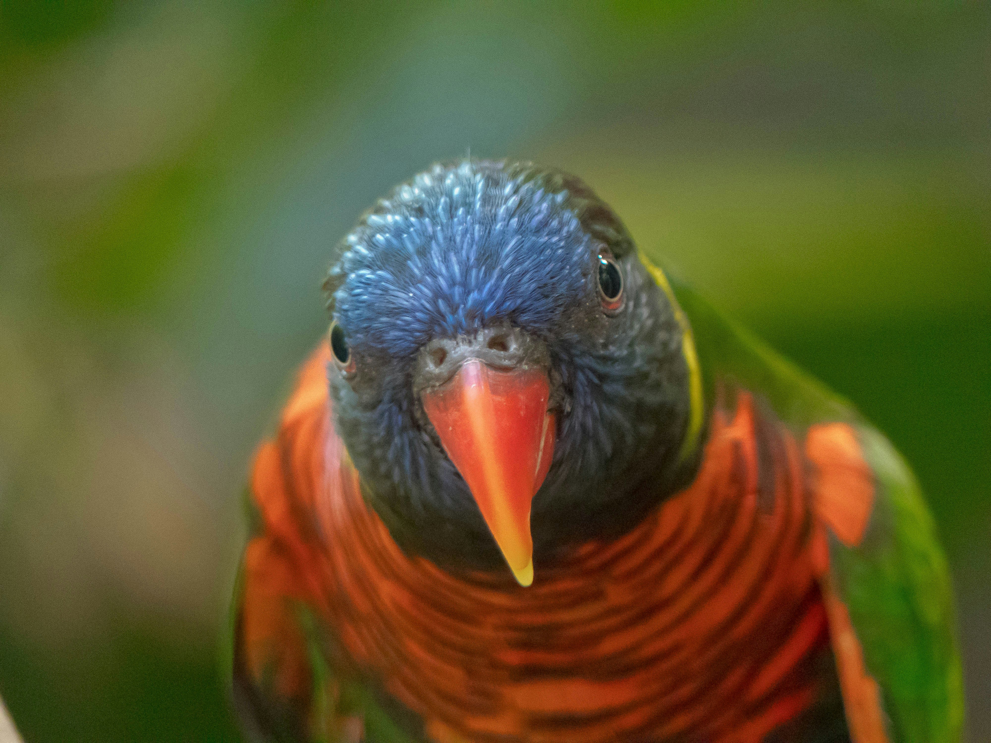 a close up of a colorful bird on a branch