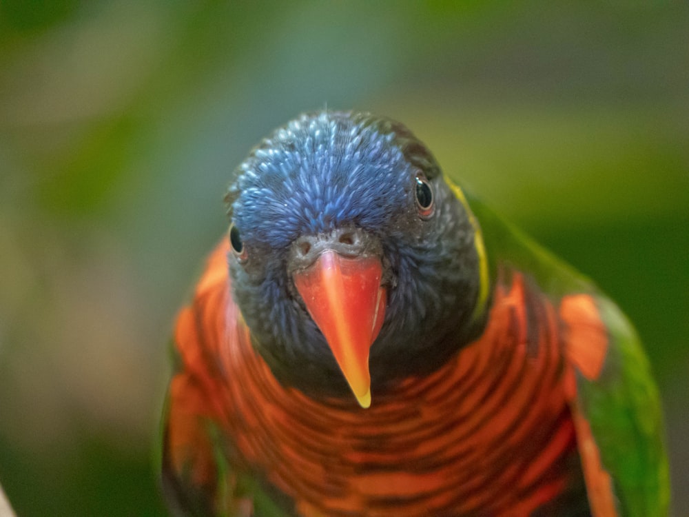 a close up of a colorful bird on a branch
