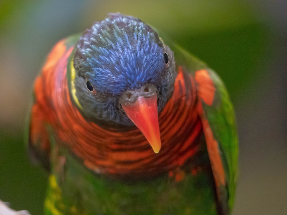 green, red, and blue parrot