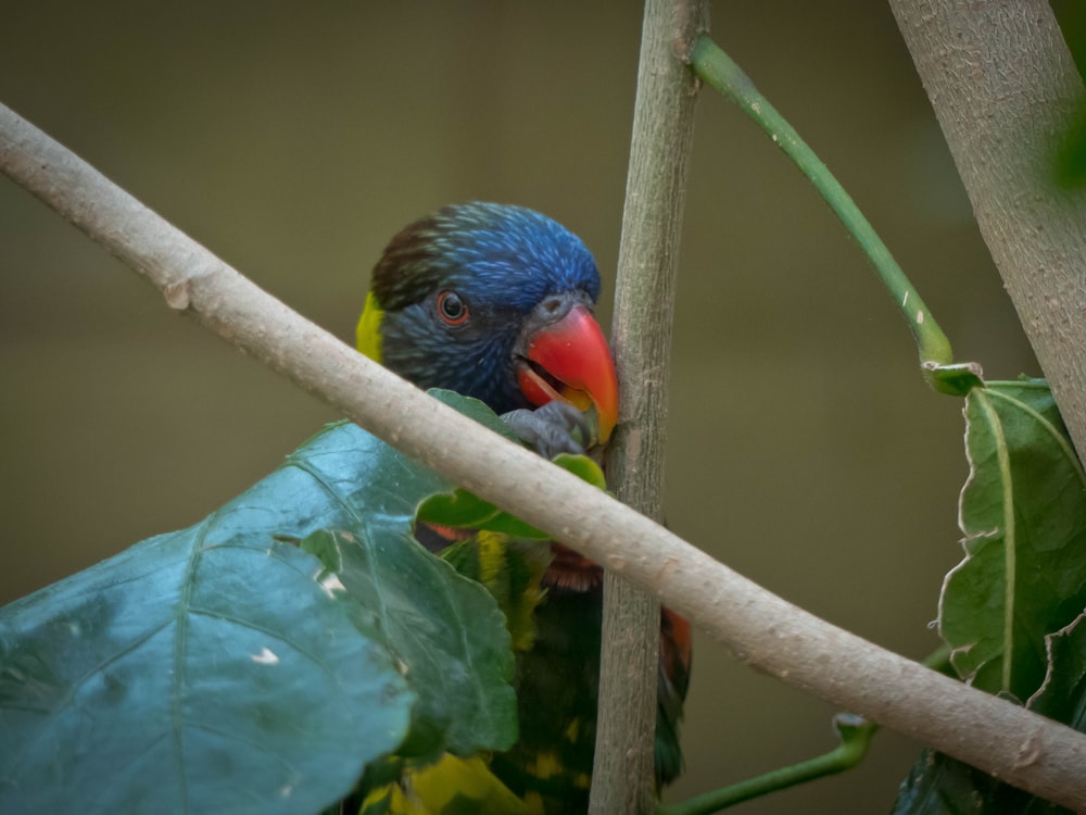 shallow focus photo of blue bird