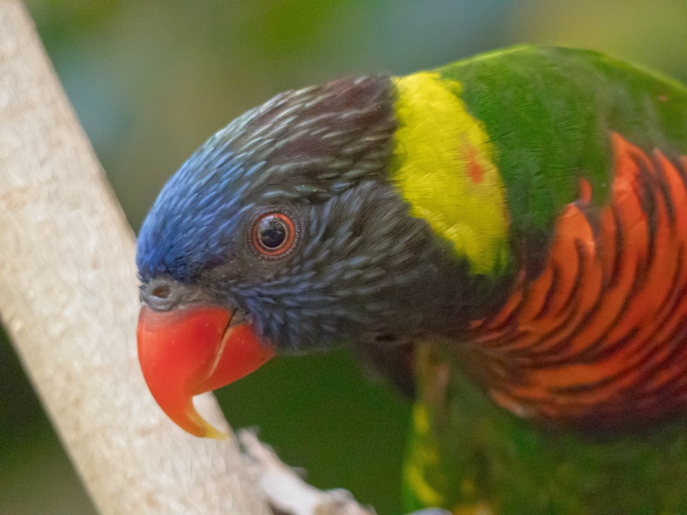 green and blue lovebird perches on tree branch