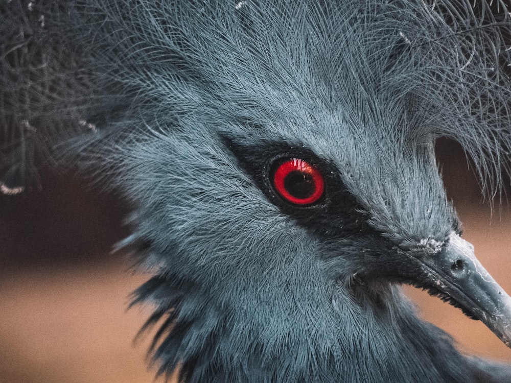 closeup photo of gray bird