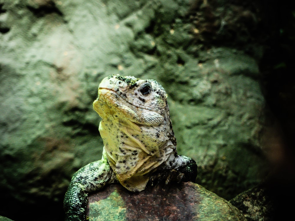 gray bearded dragon on focus photography