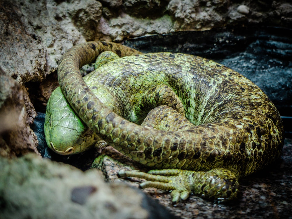 green reptile lying on floor
