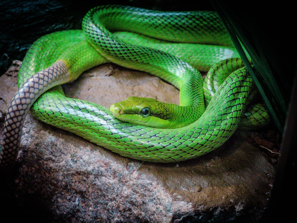 green snake on stone