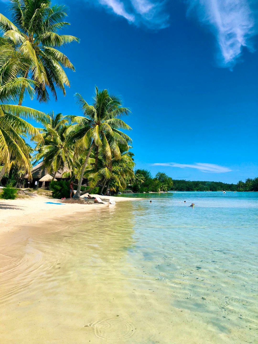 coconut trees beside ocean