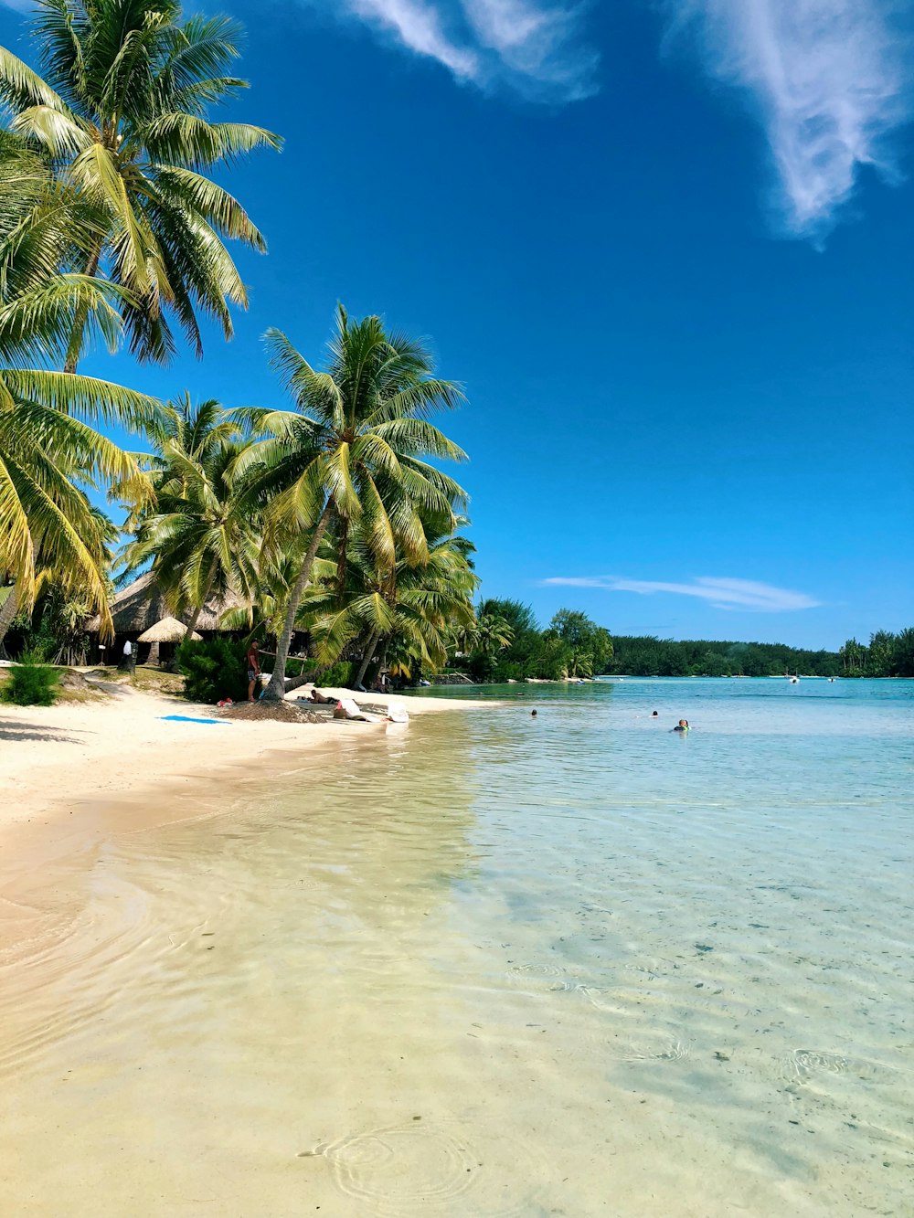 coconut trees beside ocean