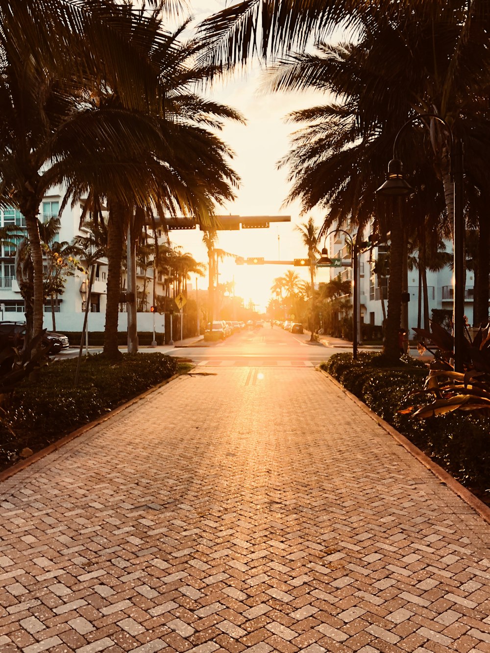 coconut trees beside road