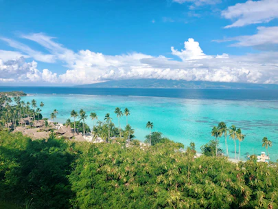 a view of a tropical island with palm trees