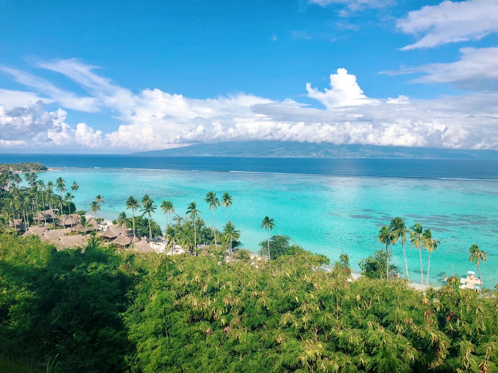 a view of a tropical island with palm trees