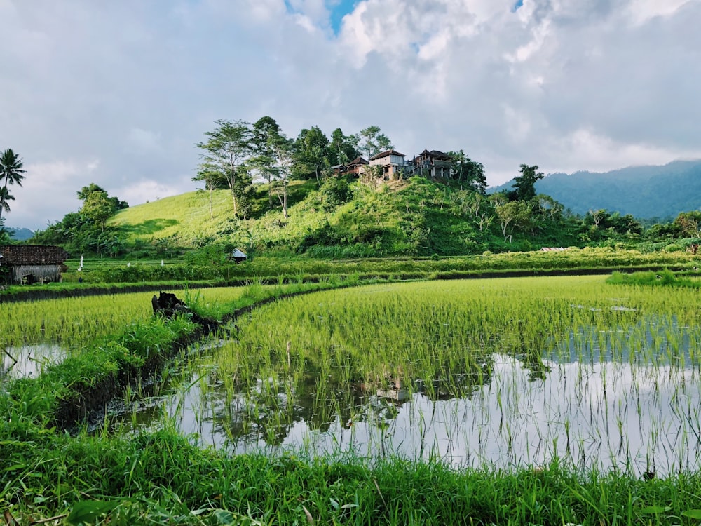 campo de arroz durante el día