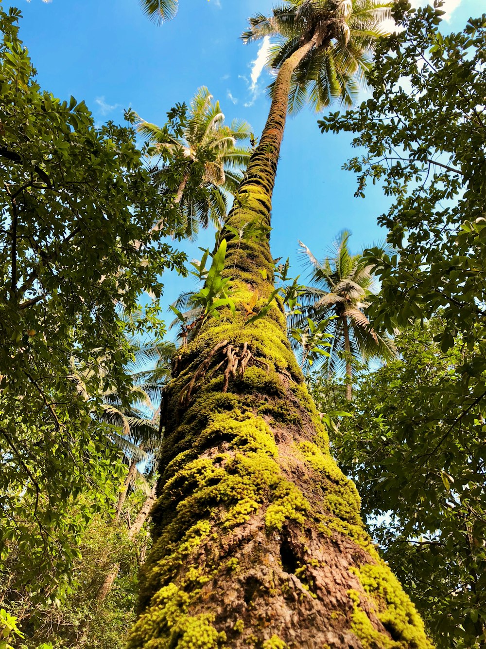 green coconut tree under blue sky