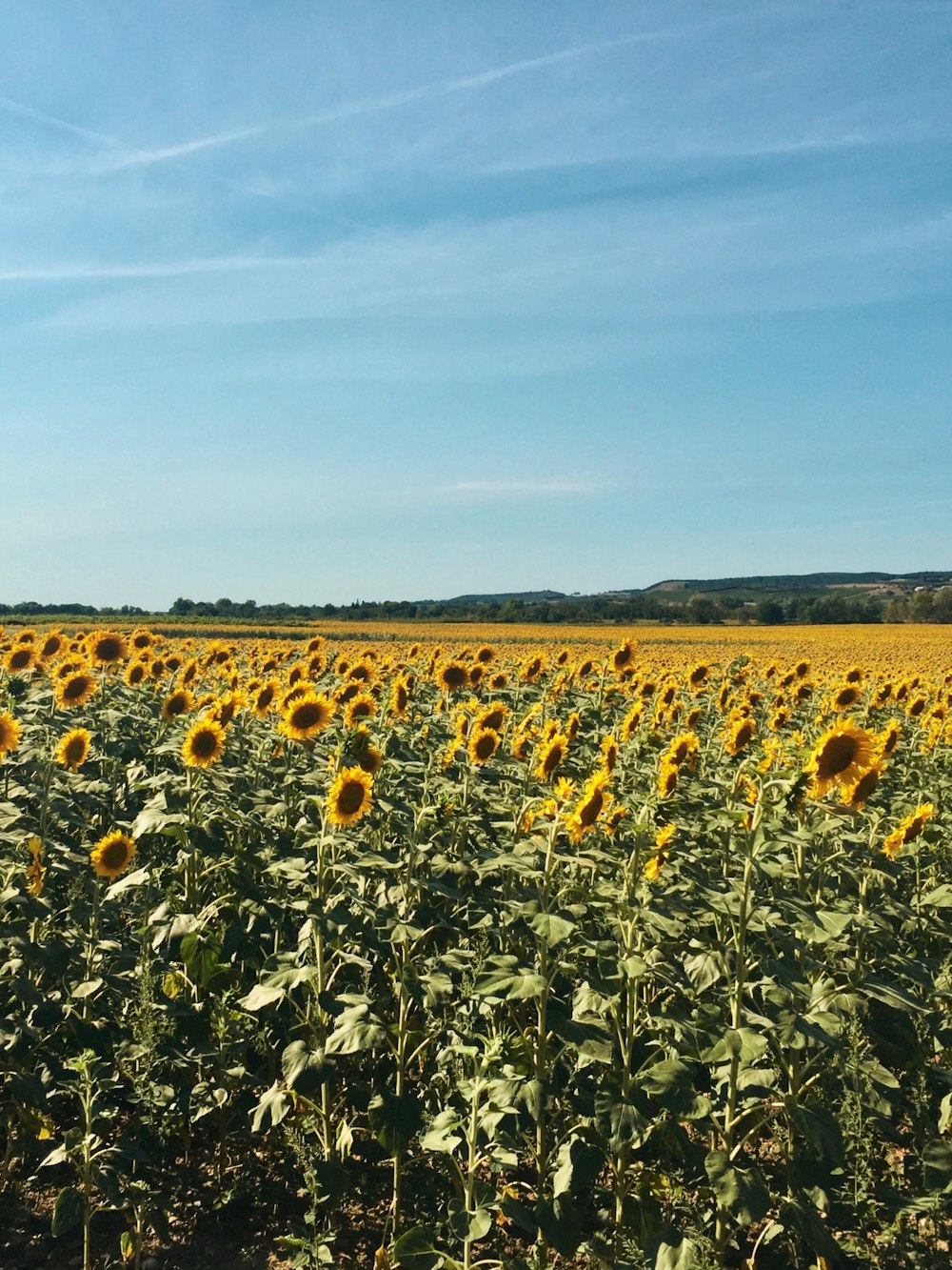 sunflower field