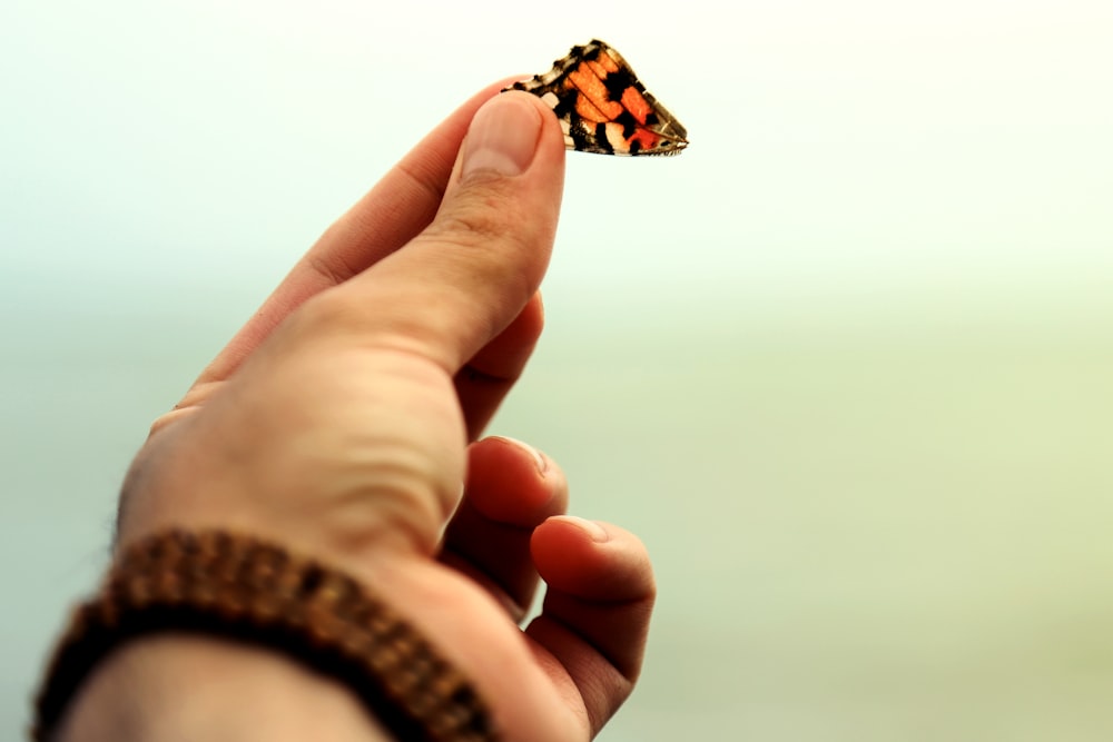 red and black butterfly