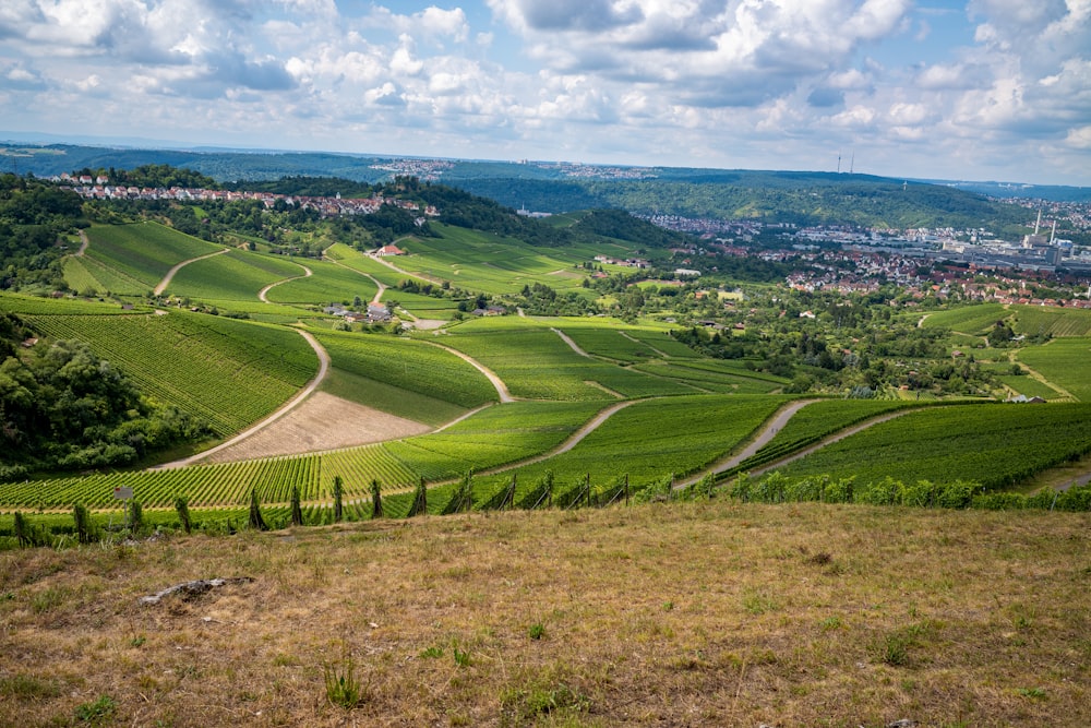 campo in erba verde