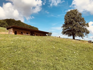 A wooden barn with several stalls is situated on a gently sloping green meadow, adorned with small white flowers. A large tree stands prominently to the right, with a backdrop of a clear blue sky scattered with fluffy white clouds. A distant forested area can be seen lining the horizon.