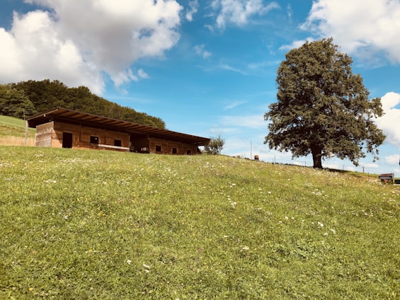 A wooden barn with several stalls is situated on a gently sloping green meadow, adorned with small white flowers. A large tree stands prominently to the right, with a backdrop of a clear blue sky scattered with fluffy white clouds. A distant forested area can be seen lining the horizon.