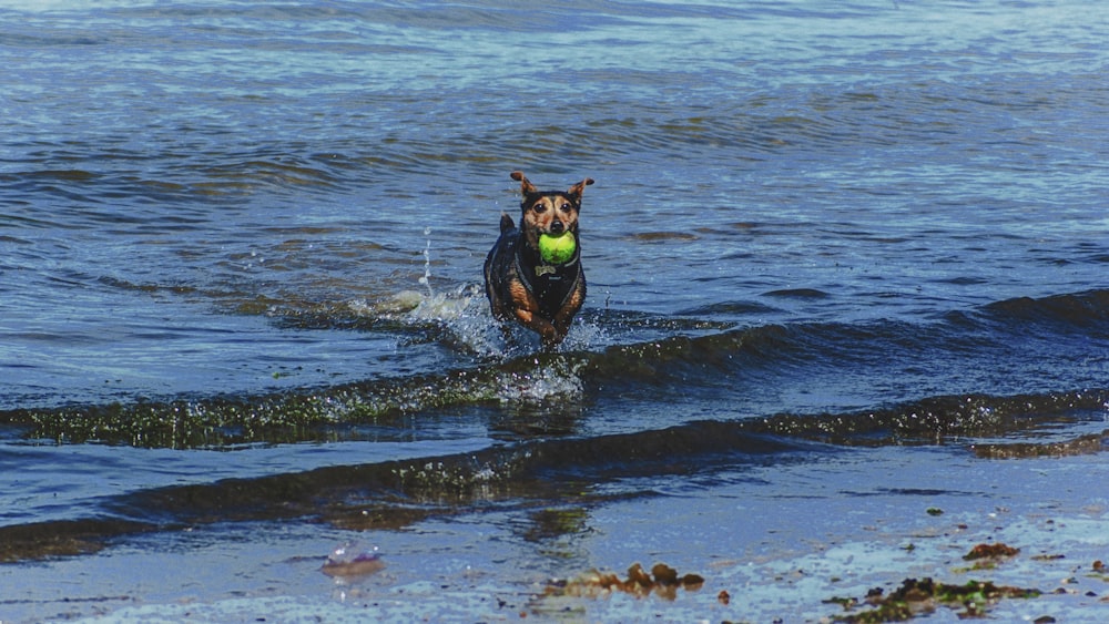 short-coated tan dog on seashore