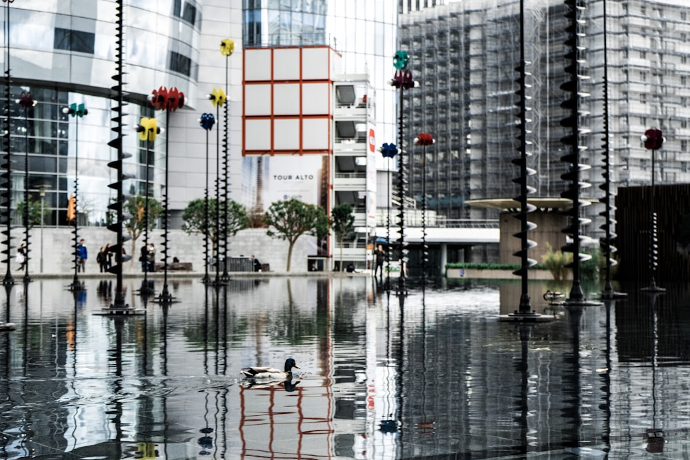 body of water and buildings