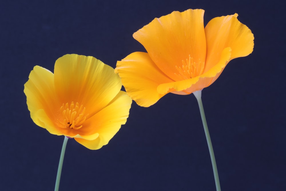 2つの黄色い花のクローズアップ写真