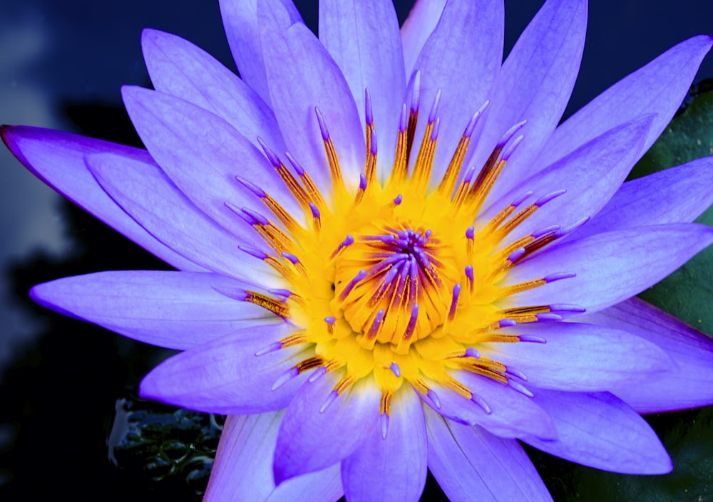 closeup photo of white and orange petaled flower