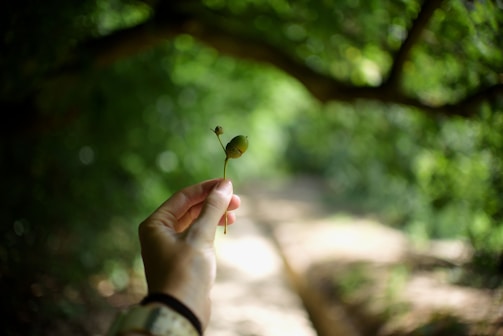 green seed