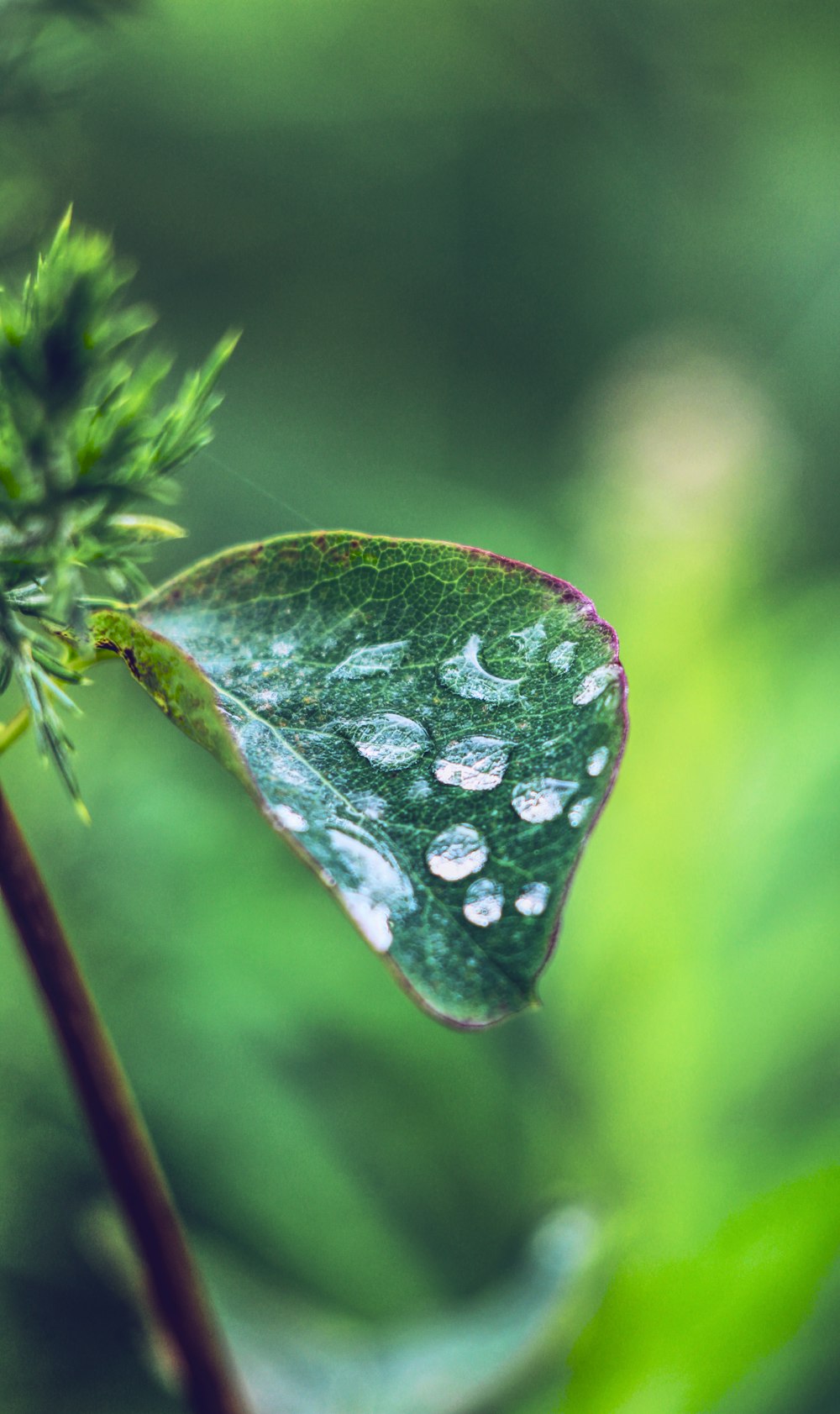 緑の葉に水露