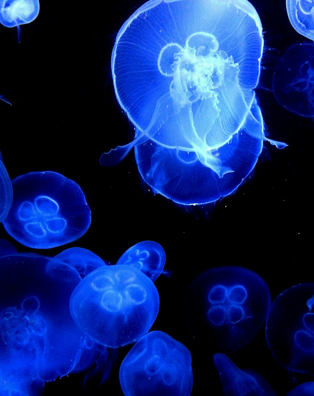 blue jelly fish digital wallpaper