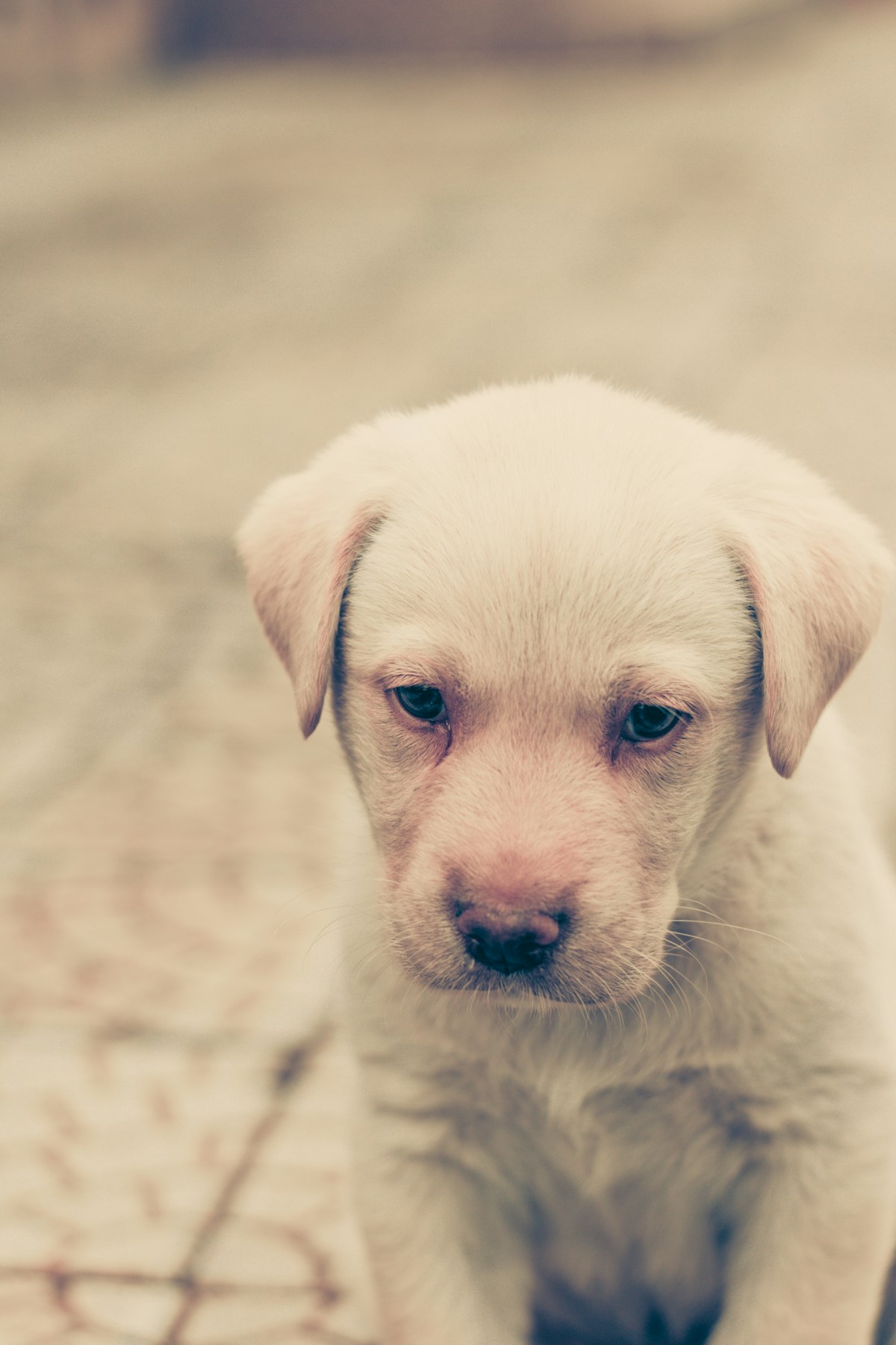 Filhote de Labrador amarelo deitado olhando para a câmera