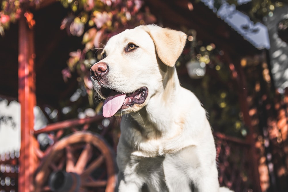 Labrador retriever amarillo adulto