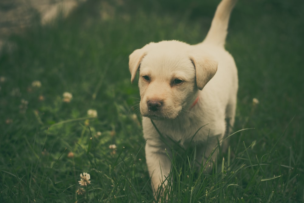 Labrador retriever puppy walking on green grass