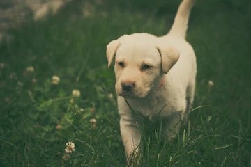 Dogs playing together outdoors