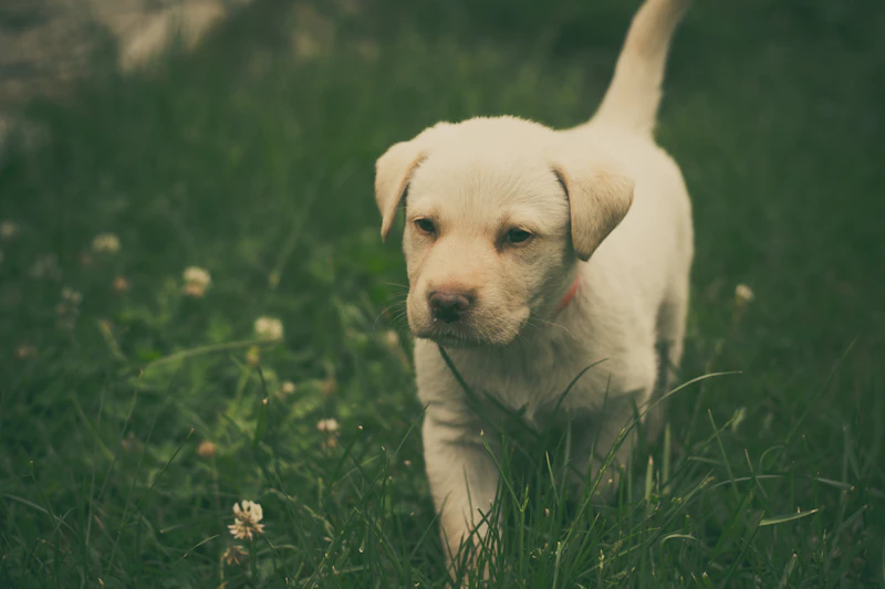 Smith, a yellow male puppy, walking through clover in the grass