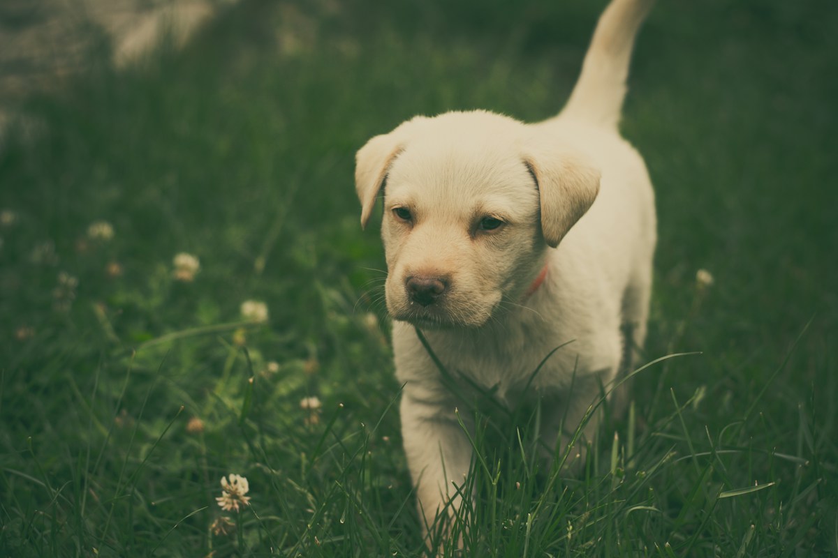 Filhote de Labrador caminhando na grama verde