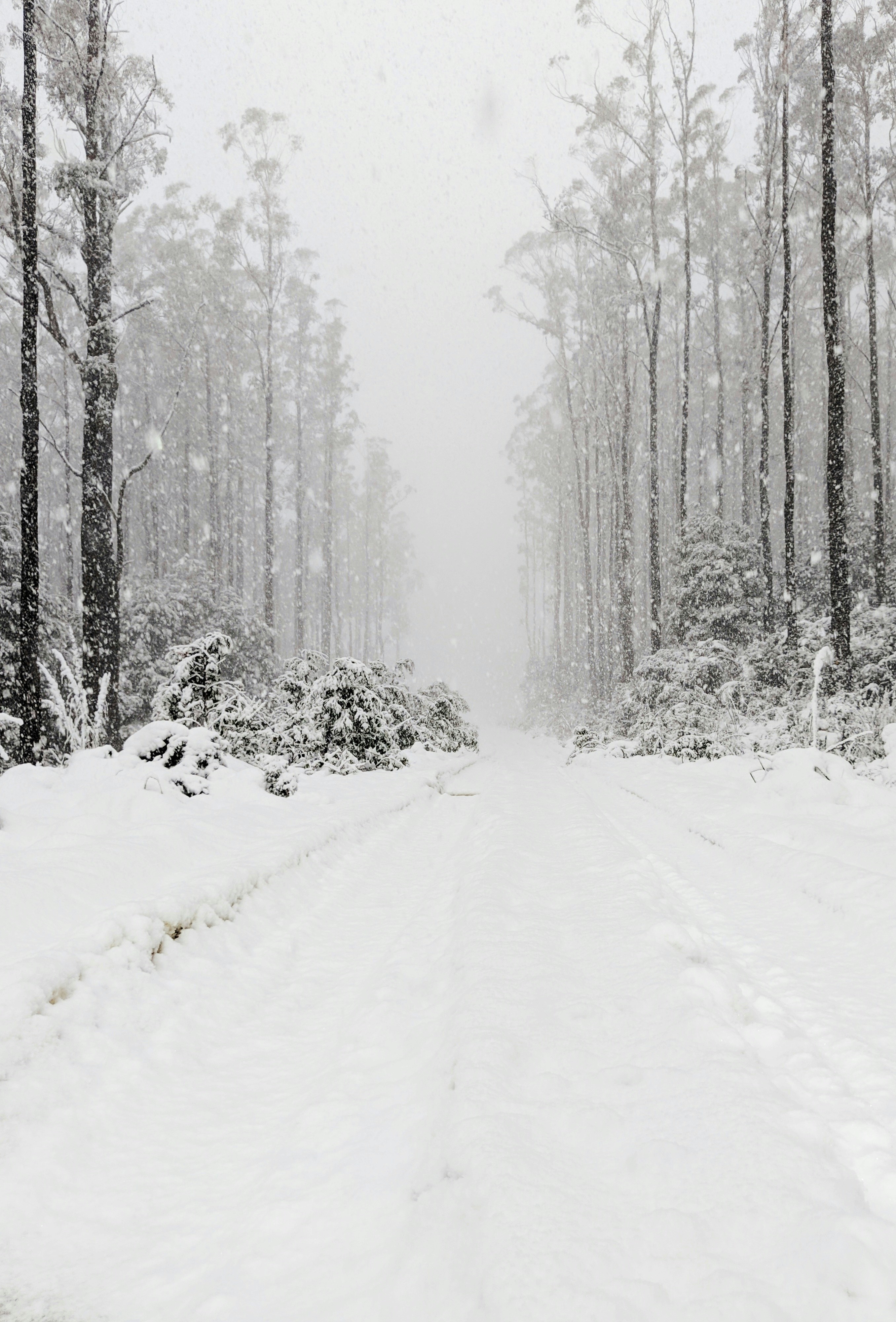 forest covered in snow