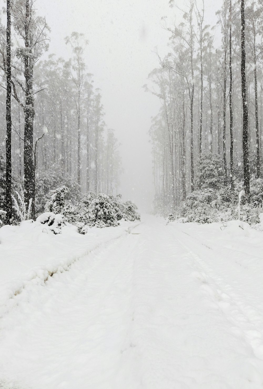 forest covered in snow