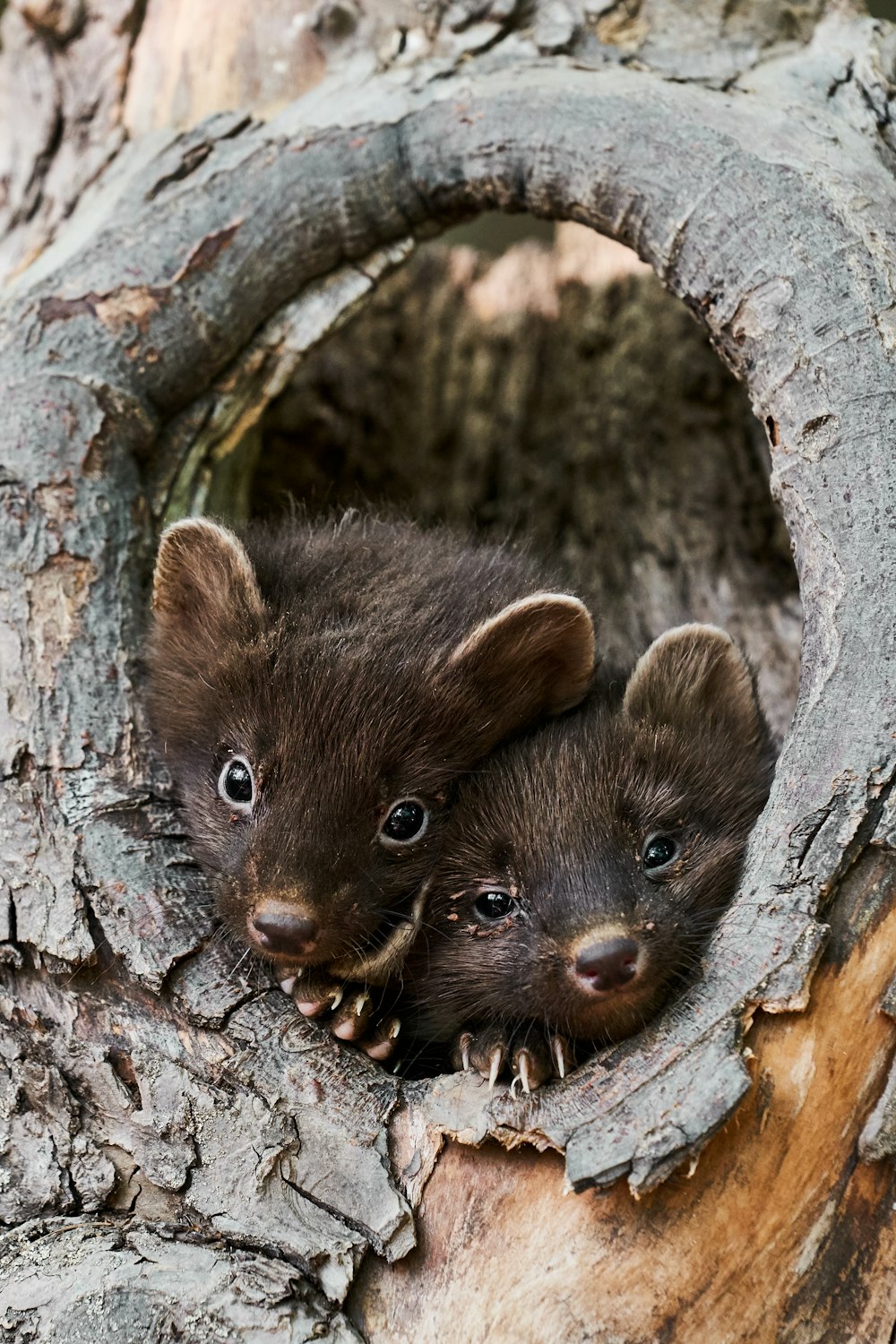 two rodents inside a tree trunk