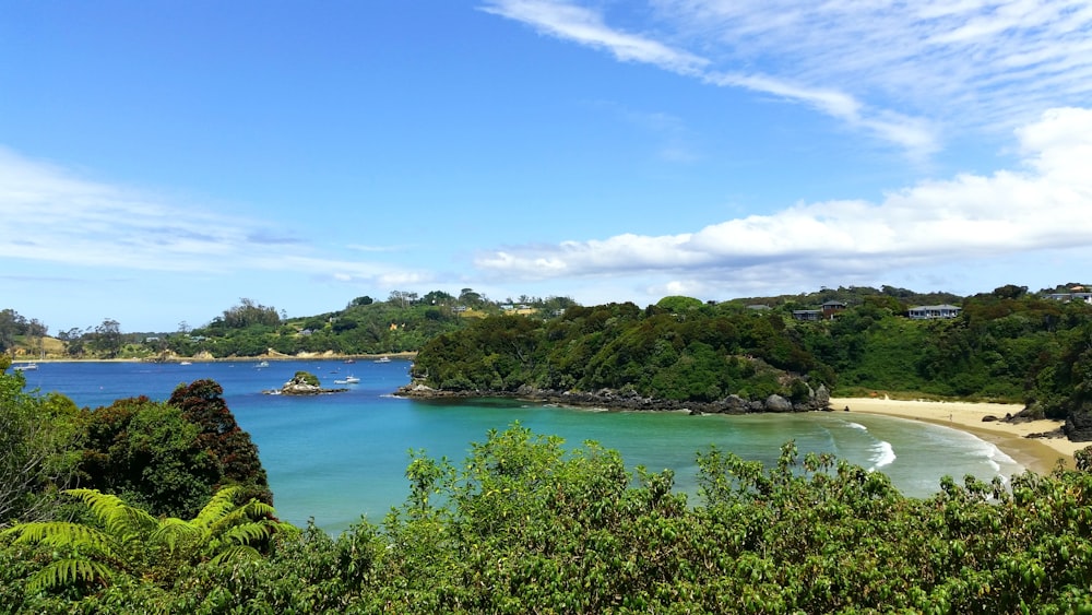 green trees near the shore