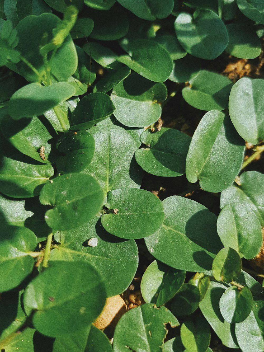 green leaves