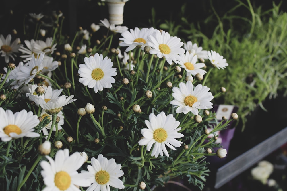 white-and-yellow flowers