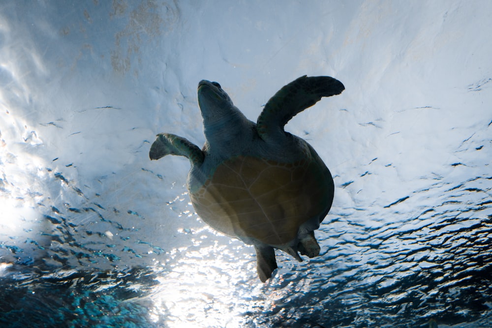 Graue Schildkröte auf dem Wasser