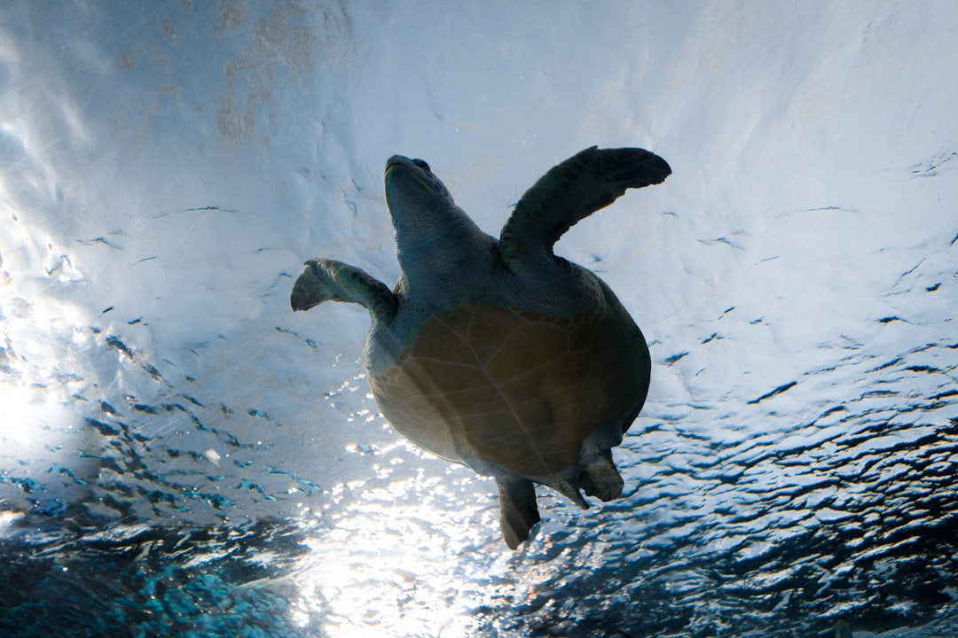 gray turtle on water