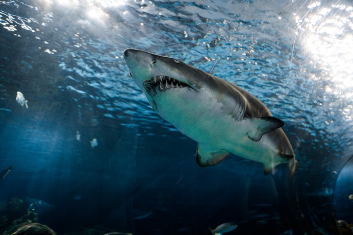 Shark Attack Test- Human Blood vs. Fish Blood