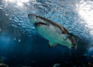 great white shark