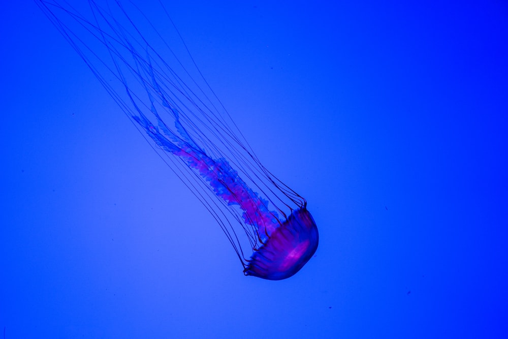 purple jelly fish