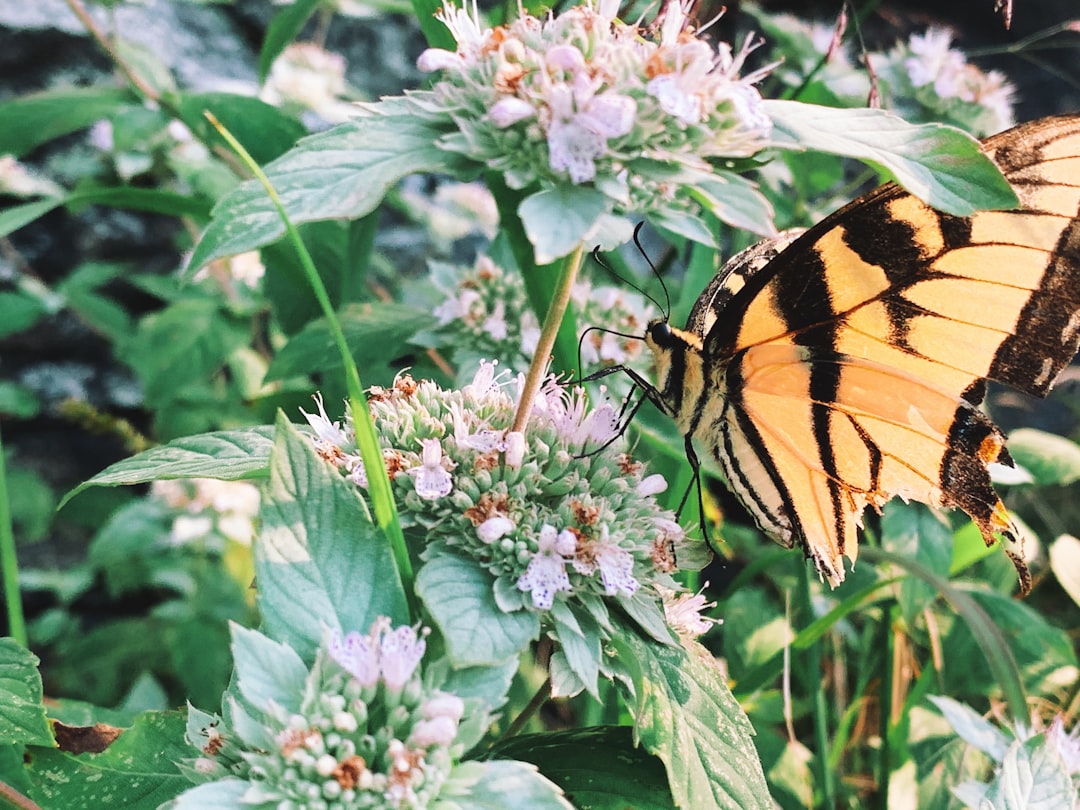 butterfly on white flowering plant